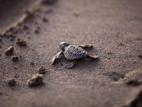 baby sea turtle