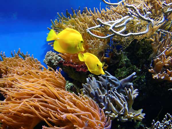 Coral underwater in Key West, FL