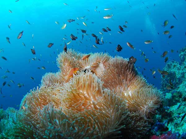 Diving in Key West, FL