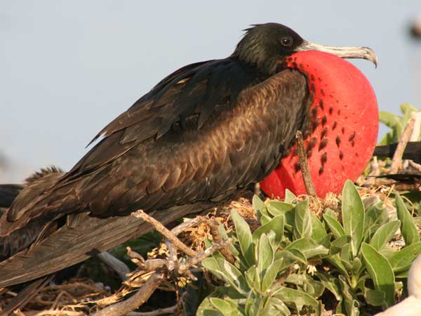 Frigate Bird