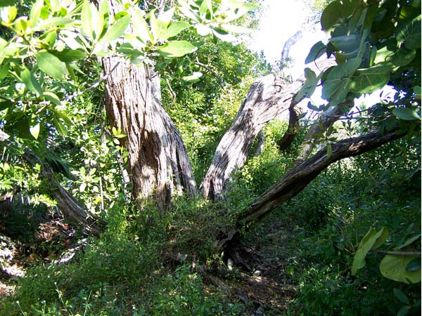 Key West Botanical Gardens