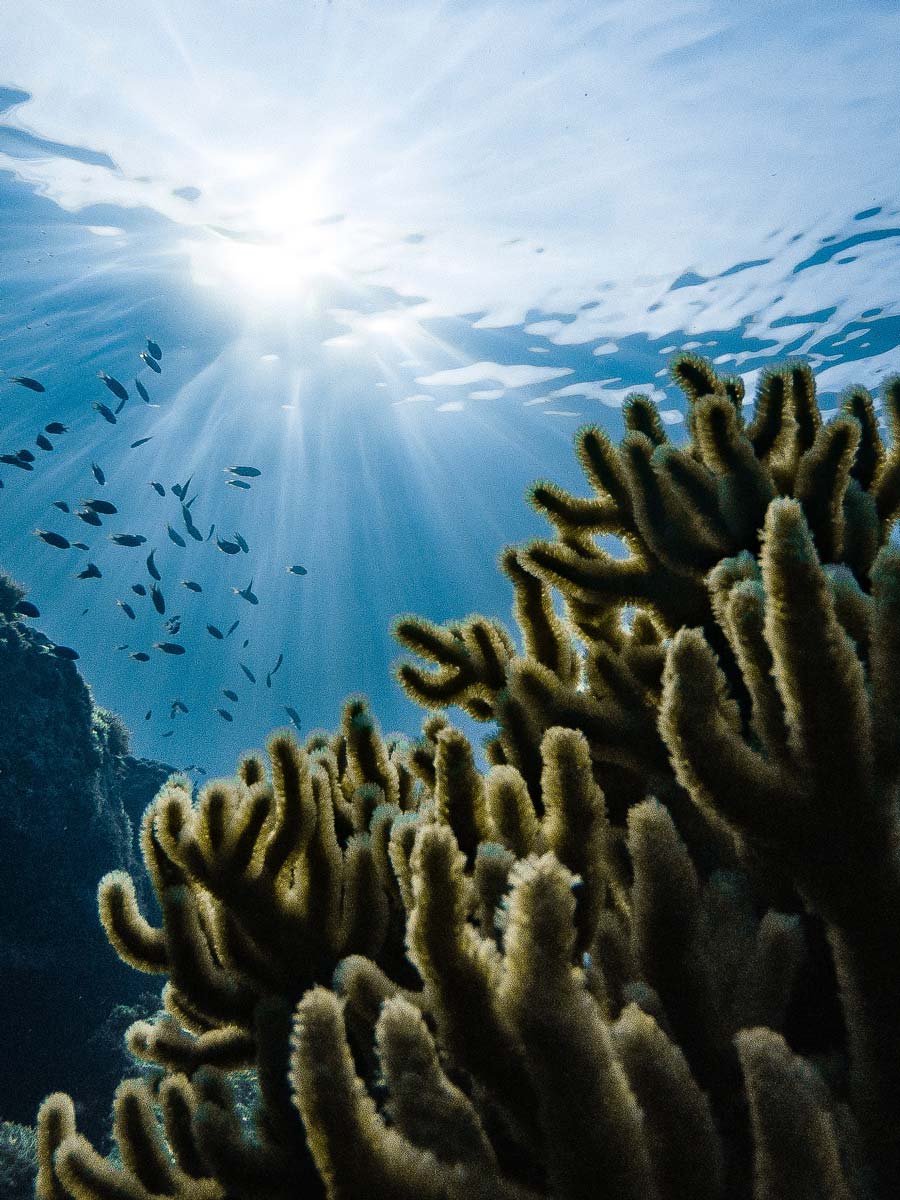 Reef And Fish.